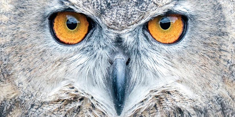 Raptor Owl eyes